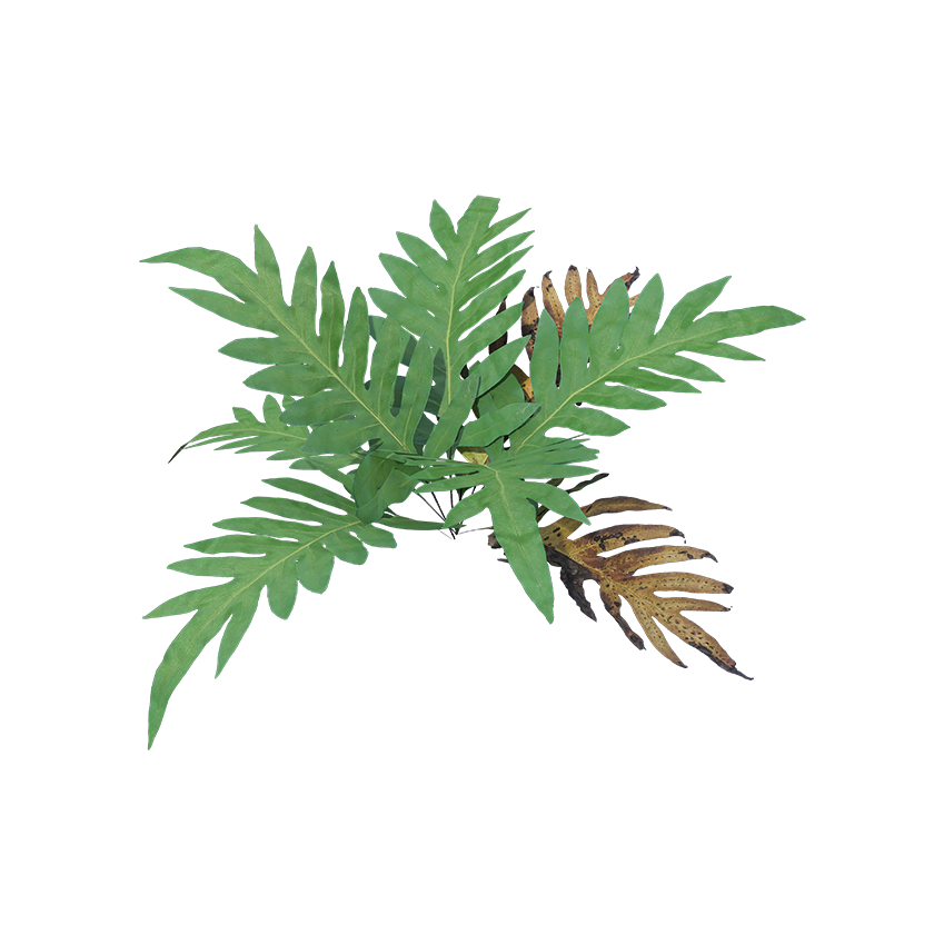 Drynaria spp. - Oakleaf Fern